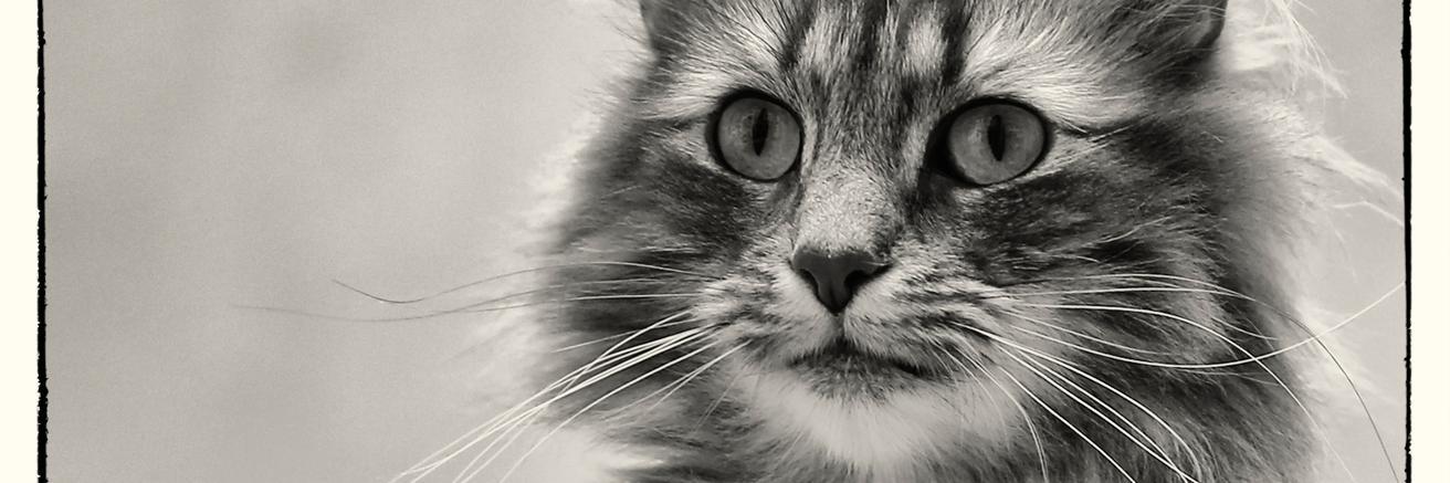 MarieLN_LIVRES's profile banner image