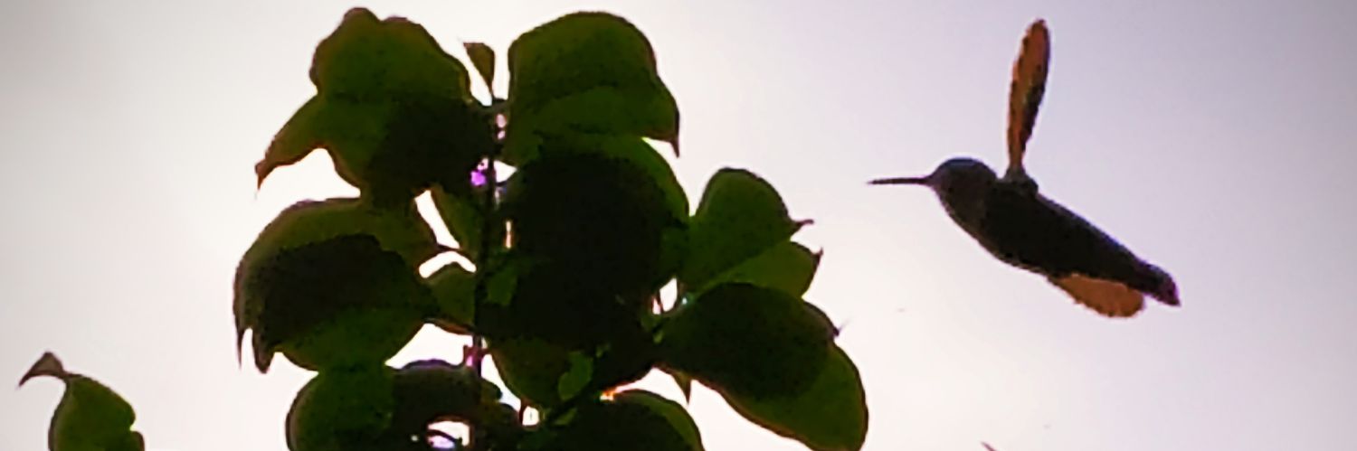 FlopiMolas's profile banner image