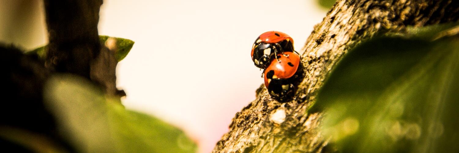 StefanoFlore's profile banner image