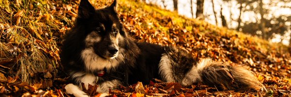 dsnyder_01 Profile Banner