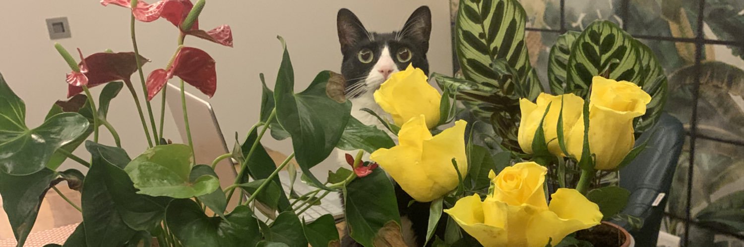 AlexandraLence's profile banner image