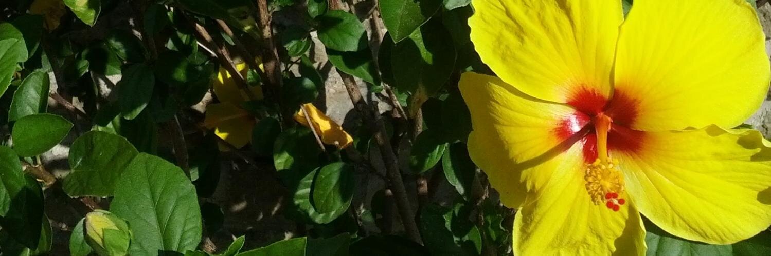 bethohara's profile banner image