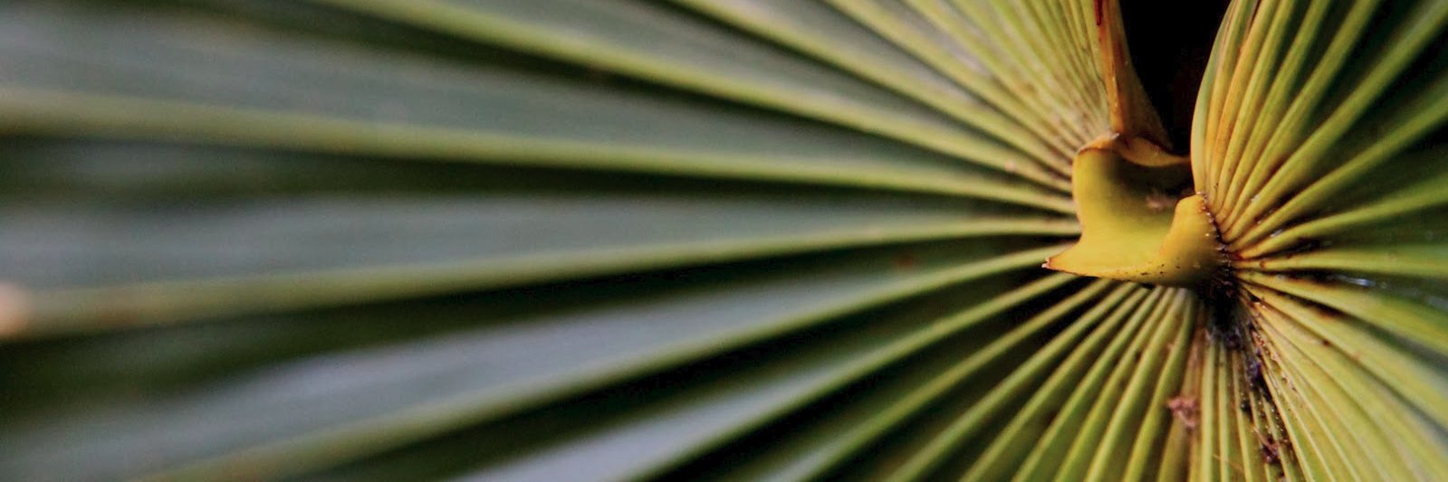trevdak's profile banner image