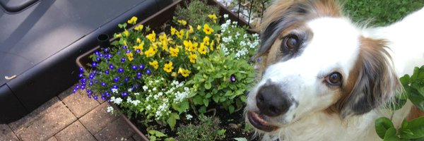 just_acarl Profile Banner