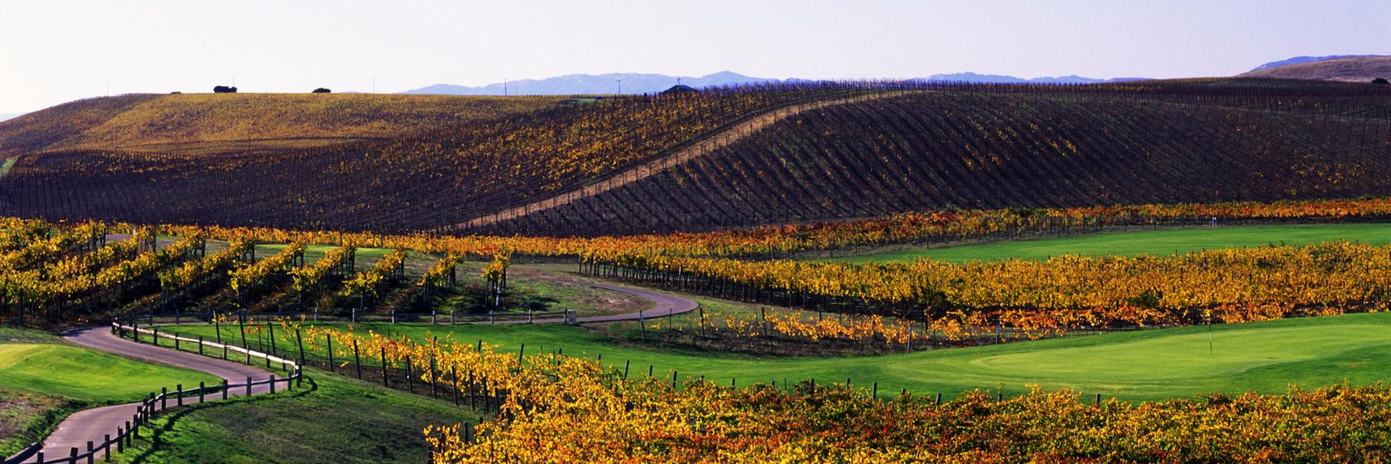 ChardonnayGolf's profile banner image