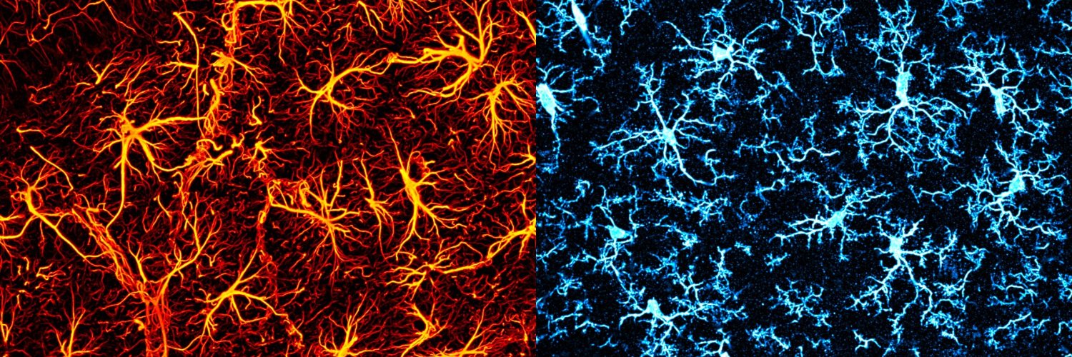 Neurobiology Lab's banner