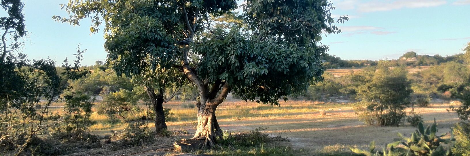 The Indigenous Trees Initiative banner