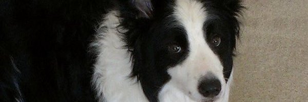 Reene321 Profile Banner