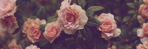 Emi_Romanelli's profile banner image