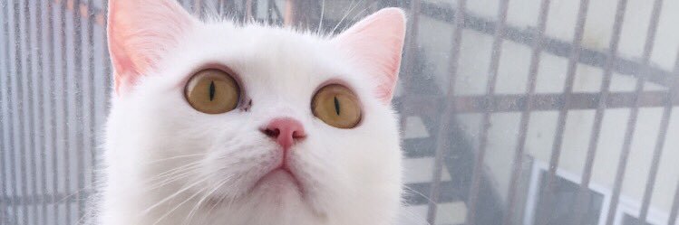 bssrakoc_'s profile banner image