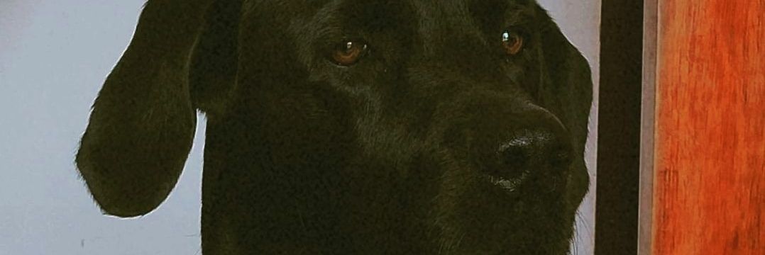 Fabio Cardona banner