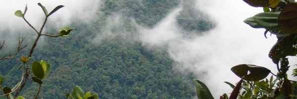 yoligrilla Profile Banner