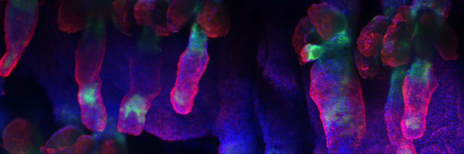 Feral Lab banner
