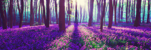greylamora's profile banner image
