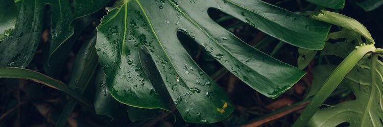 Peem_BLU's profile banner image