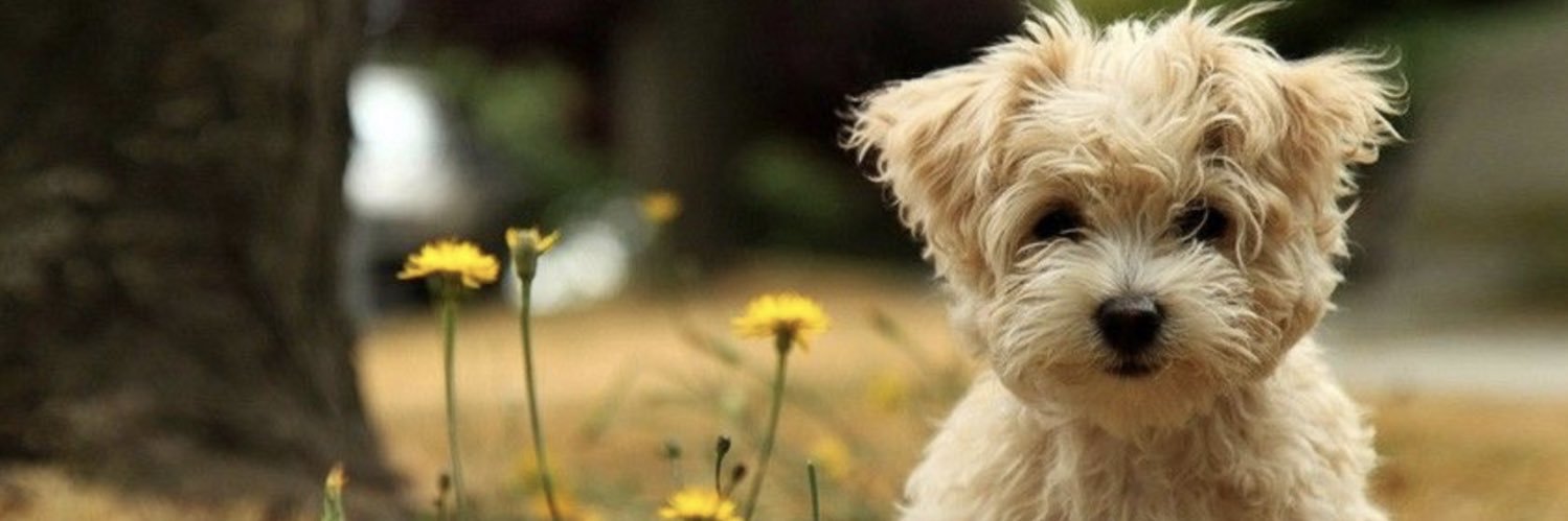 smartash 🌊 banner