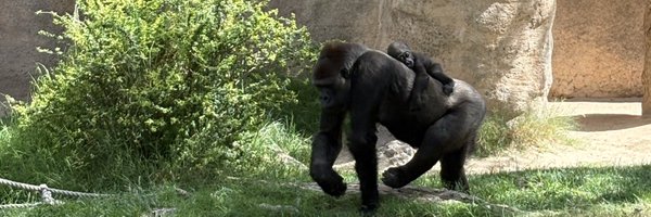 layloserr Profile Banner