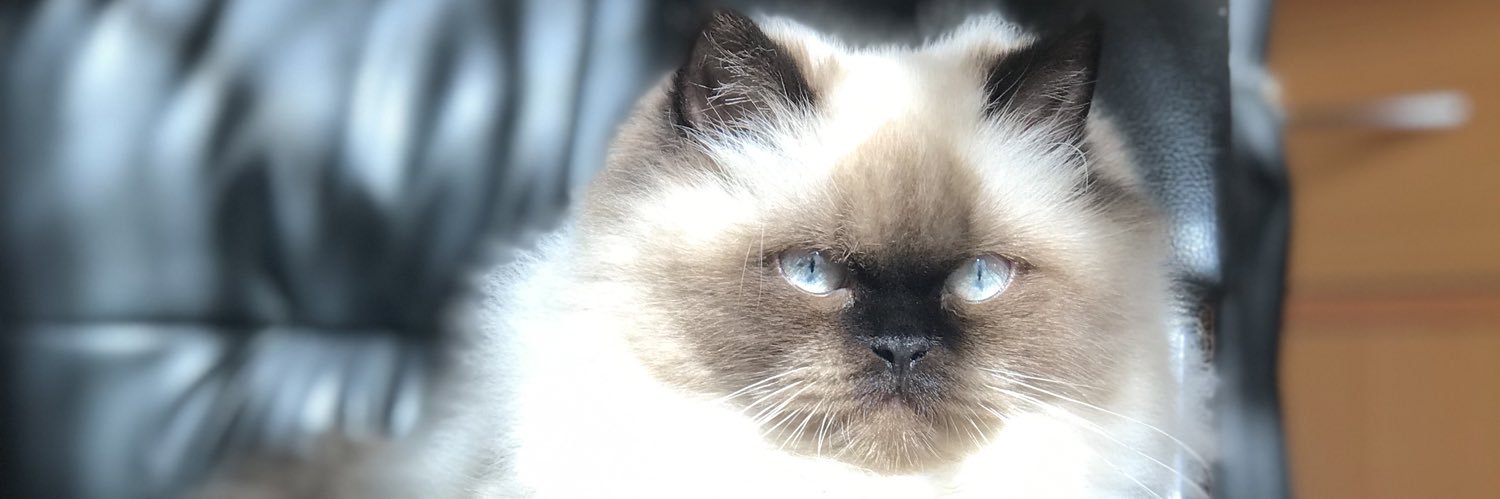 MemeTrejos87's profile banner image