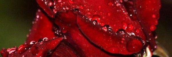 رجل يحب الذوق🌹 banner
