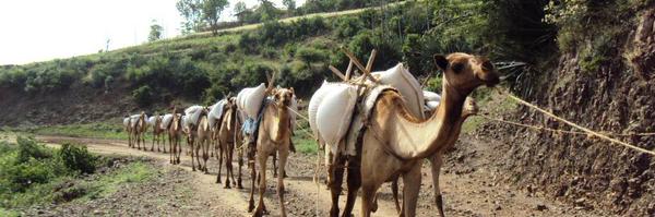 Masresha09 Profile Banner