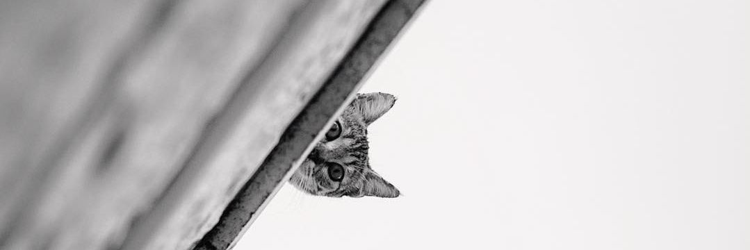 Mohamad Javad banner