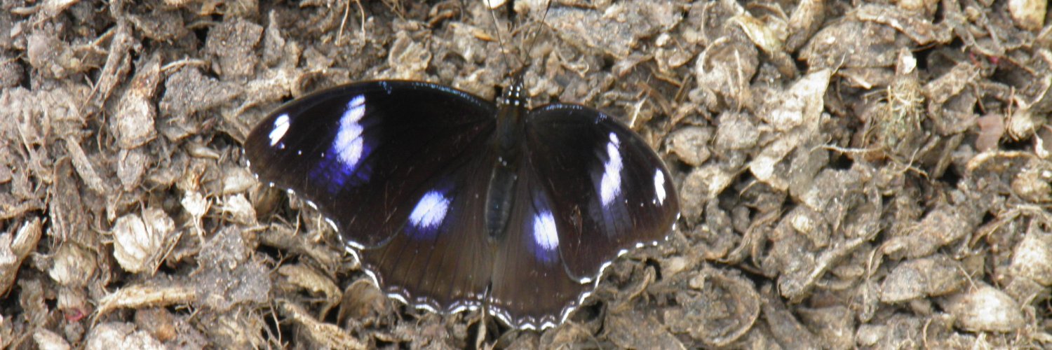 Dorys Sabando banner