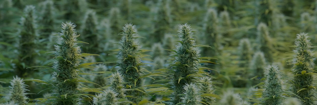 WeedGolD banner