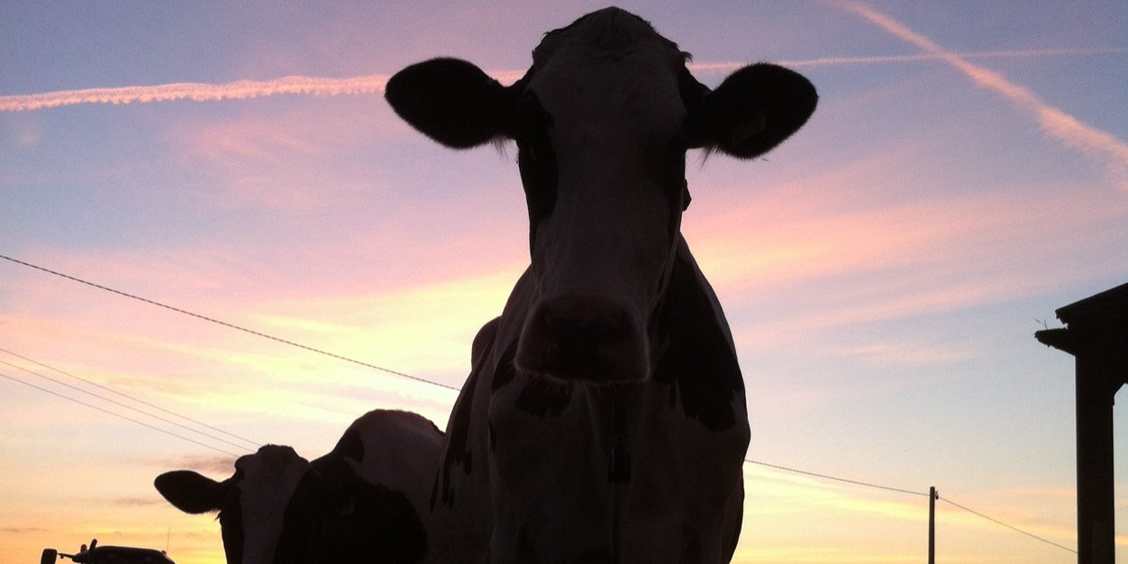 TeamDairy247's profile banner image