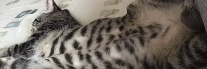 JoeCutler89's profile banner image