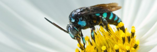 PollinatorWeek Profile Banner