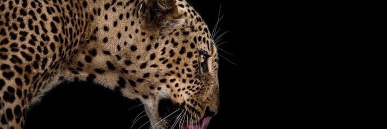 9i_ll's profile banner image