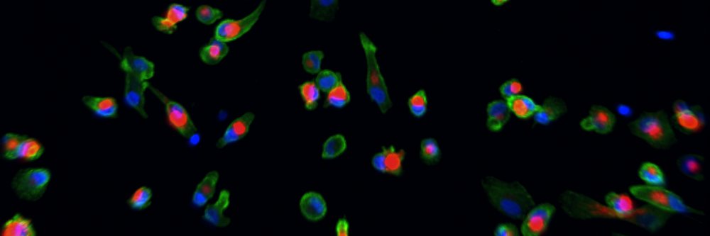 Jennifer Vandooren banner