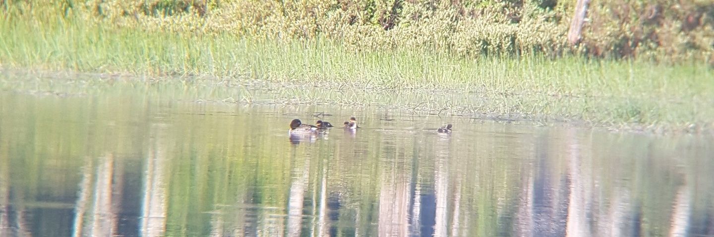 Ontario Chapter of The Wildlife Society banner