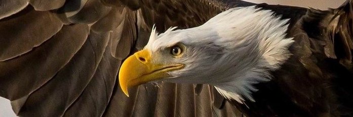 isaeebell's profile banner image