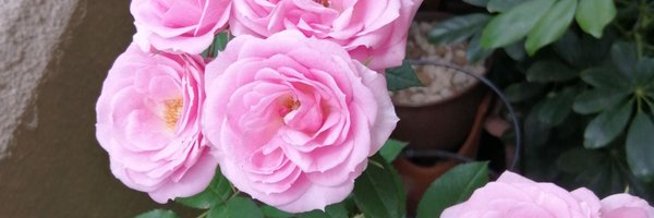 chig761 Profile Banner