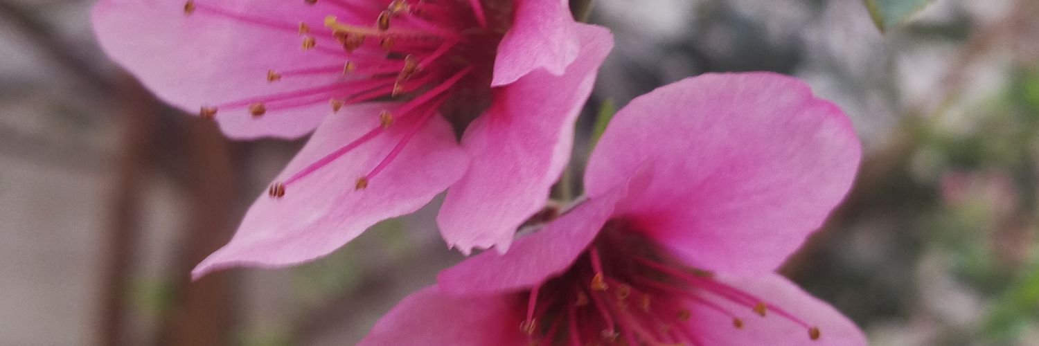 HasanZaidy's profile banner image