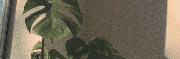 Nijiku banner