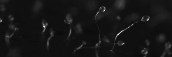 WilliamsLabRHUL Profile Banner