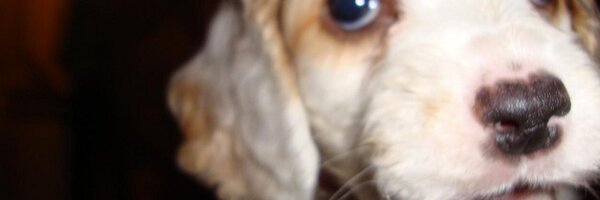 jerezlagos Profile Banner