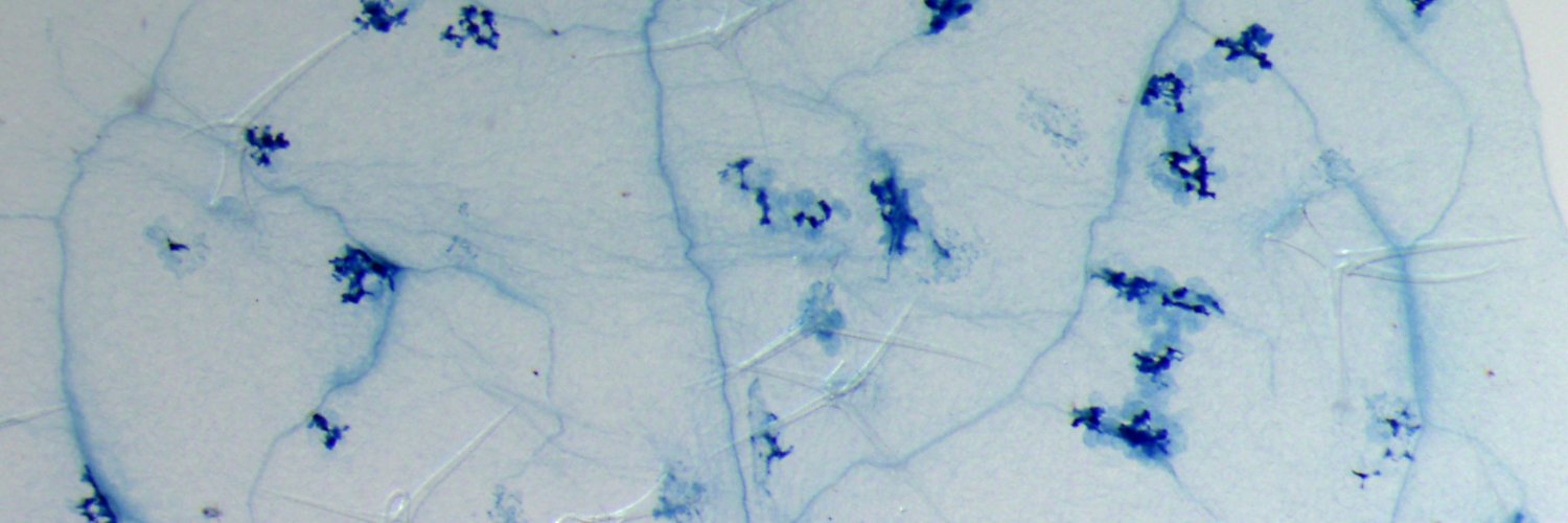 Coll & Valls Lab banner