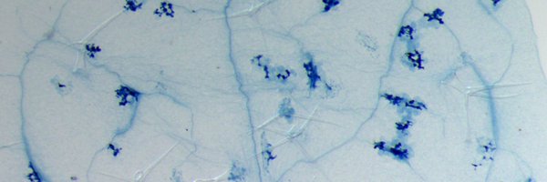 bactodeath Profile Banner