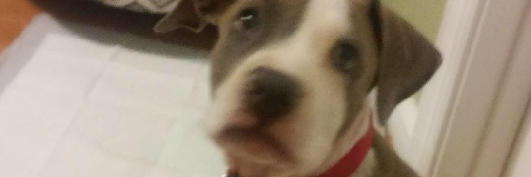 DaSpidaMan's profile banner image