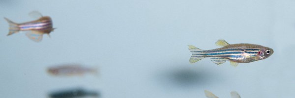 ModelZebrafish Profile Banner