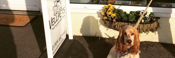 WellpetsWSM's profile banner image
