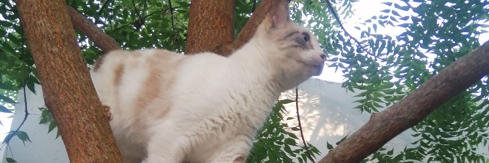 BERNADAVID's profile banner image