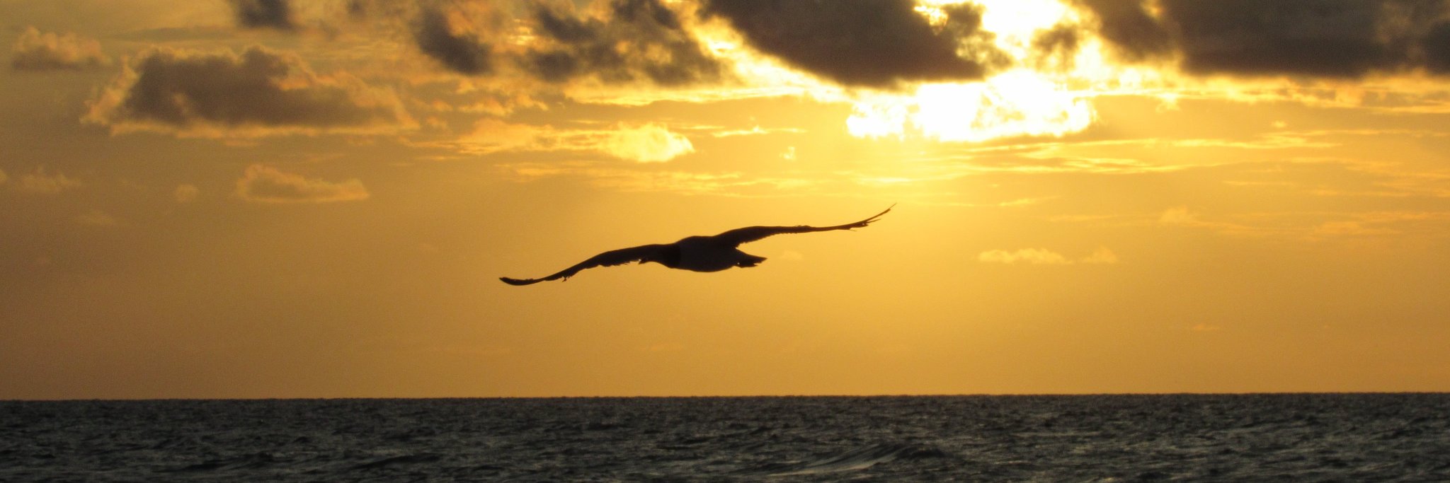 David Baskins banner