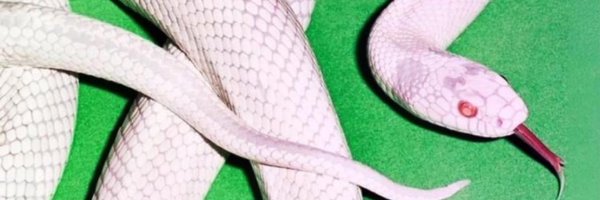 Chemdracula Profile Banner