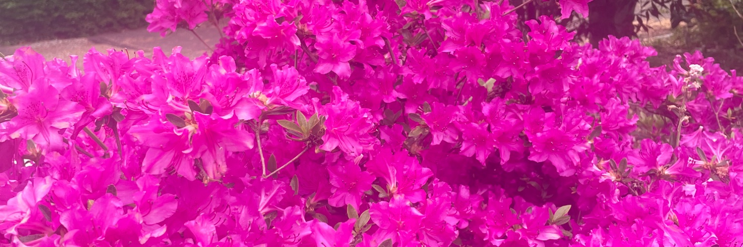 DeeWisee's profile banner image