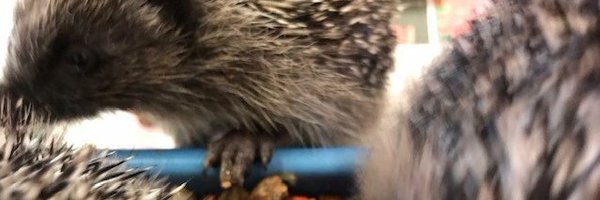 LivUniHedgehogs Profile Banner