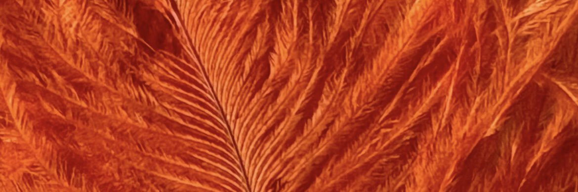 ChinnRachel's profile banner image